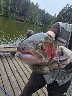 ������� ������� �� ��������  ������