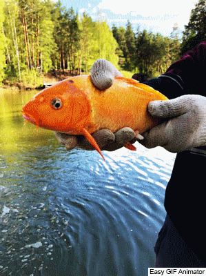 ВНИМАНИЕ! На водоеме Калиновский разрез детская рыбалка на золотых рыбок открыта!